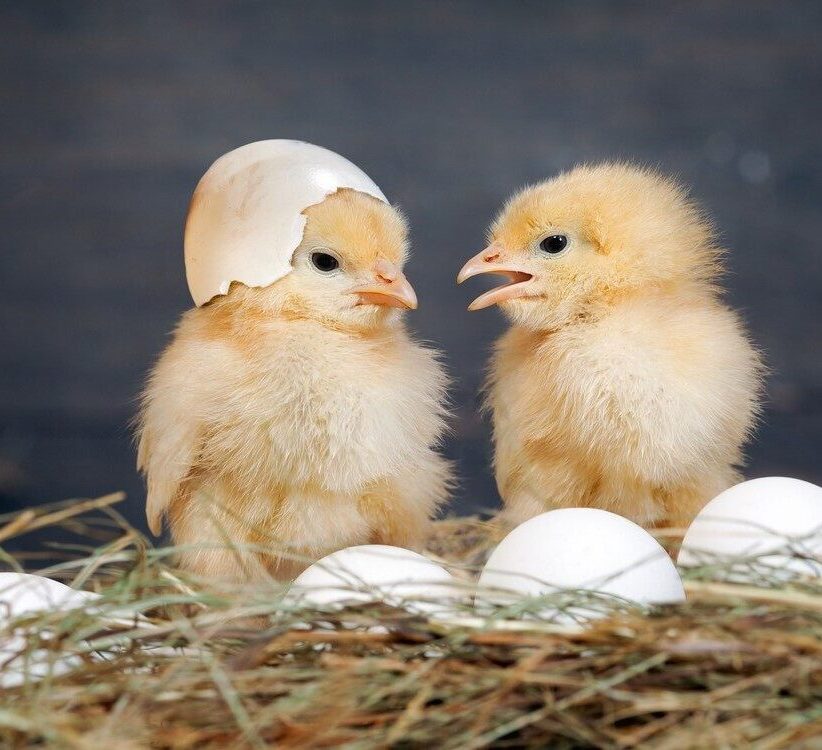 Which season is best for chick hatching?