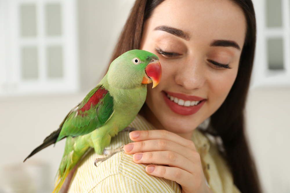 Top 5 pet birds for busy people